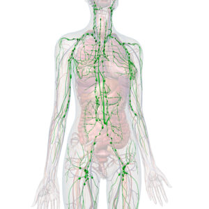3d, Rendering, Female, Lymphatic, System